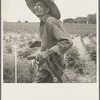 South Carolina sharecropper