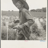 South Carolina sharecropper