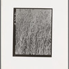 Wheat in Oklahoma