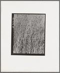 Wheat in Oklahoma