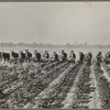 Cultivating cotton at Lake Dick project, Arkansas