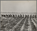 Cultivating cotton at Lake Dick project, Arkansas