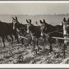 Mules used in cotton cultivation, Lake Dick, Ark. June 1938