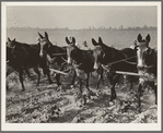 Mules used in cotton cultivation, Lake Dick, Ark. June 1938