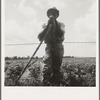 Negro sharecropper with twenty acres. He receives eight cents a day for hoeing cotton. Brazos riverbottoms, near Bryan, Texas. "Some of 'em don't get nothin'. They just make these niggers chop that cotton." Few leave the bottoms. "They ain't got nothin' to go on"