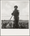 Negro sharecropper with twenty acres. He receives eight cents a day for hoeing cotton. Brazos riverbottoms, near Bryan, Texas. "Some of 'em don't get nothin'. They just make these niggers chop that cotton." Few leave the bottoms. "They ain't got nothin' to go on"