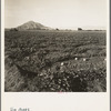 Cantaloupe field, desert agriculture on the Mexican border. Large-scale corporation farming. Imperial Valley, California
