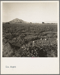 Cantaloupe field, desert agriculture on the Mexican border. Large-scale corporation farming. Imperial Valley, California