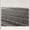 Contour plowing on mechanized farms. Childress County, Texas Panhandle, Texas