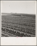 Contour plowing on mechanized farms. Childress County, Texas Panhandle, Texas