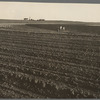 Contour plowing on mechanized farms. Childress County, Texas Panhandle, Texas
