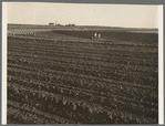 Contour plowing on mechanized farms. Childress County, Texas Panhandle, Texas