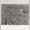 Thousands of migrant workers are employed for harvesting the potato crop of Kern County, California