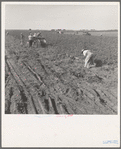 Thousands of migrant workers are employed for harvesting the potato crop of Kern County, California