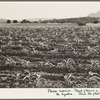 Field of young corn near Mescalero Apache Reservation. New Mexico