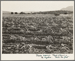 Field of young corn near Mescalero Apache Reservation. New Mexico