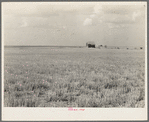 Abandoned farm home in wheat field near Gould, Oklahoma
