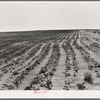 Furrowing against the wind to check the drift of sand. Dust Bowl, north of Dalhart, Texas