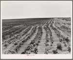 Furrowing against the wind to check the drift of sand. Dust Bowl, north of Dalhart, Texas