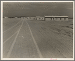 Casa Grande project (Farm Security Administration), Arizona. Large scale-corporate farming by sixty-two families who divide the profits. Most of them are from Oklahoma and Texas. They get to where the land wouldn't make them anything so they left and came out here. Many were on Work Projects Administration