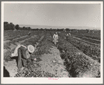 Mexican cantaloupe pickers at 5:00 a.m. Imperial Valley, California