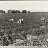 Mexican cantaloupe pickers. Gang labor. Imperial Valley, California