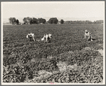 Mexican cantaloupe pickers. Gang labor. Imperial Valley, California