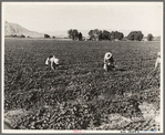 Mexican cantaloupe pickers. Gang labor. Imperial Valley, California