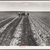 Fighting sand. Childress County, Texas Panhandle. Cultivating weedless cotton fields in Great Plains to break crust and prevent blowing sand from cutting young cotton plants