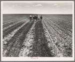 Fighting sand. Childress County, Texas Panhandle. Cultivating weedless cotton fields in Great Plains to break crust and prevent blowing sand from cutting young cotton plants