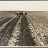 Fighting sand. Childress County, Texas Panhandle. Cultivating weedless cotton fields in Great Plains to break crust and prevent blowing sand from cutting young cotton plants