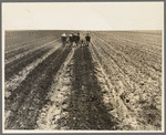 Fighting sand. Childress County, Texas Panhandle. Cultivating weedless cotton fields in Great Plains to break crust and prevent blowing sand from cutting young cotton plants