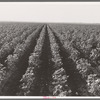 The Black Wax area of Texas is the outstanding cotton producing section of the western cotton belt. Near Georgetown, Texas