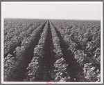 The Black Wax area of Texas is the outstanding cotton producing section of the western cotton belt. Near Georgetown, Texas