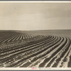 Contour plowing on mechanized farm of the Texas Panhandle