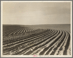 Contour plowing on mechanized farm of the Texas Panhandle