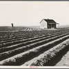 Abandoned tenant house seen across tractored fields. Hall County, Texas. Many tenants who have filled the land on the family-farm basis are made landless, forced by the machine into the towns, or reduced to day labor on the farms