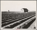 Abandoned tenant house seen across tractored fields. Hall County, Texas. Many tenants who have filled the land on the family-farm basis are made landless, forced by the machine into the towns, or reduced to day labor on the farms