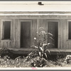 Mechanization in the Arkansas Bottoms was beginning to expel farm people by 1937, adding to the refugees to the west coast. There are many vacant cabins. Near England, Arkansas