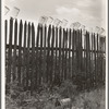 Fruit jars being sterilized on old lady Graham's back fence in berry season. Near Conway, Arkansas. "We just gather and can peas, beans, berries, and sausage when we butcher the hogs in the winter ..."