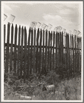 Fruit jars being sterilized on old lady Graham's back fence in berry season. Near Conway, Arkansas. "We just gather and can peas, beans, berries, and sausage when we butcher the hogs in the winter ..."