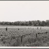 Colored field hands hoe cotton from 7 a.m. to 6 p.m. for sixty cents a day. Near Menifee, Arkansas