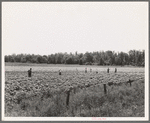 Colored field hands hoe cotton from 7 a.m. to 6 p.m. for sixty cents a day. Near Menifee, Arkansas