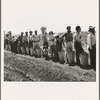 Migrant pea pickers from many states line up with their filled hampers on the edge of the field. They wait their turn for weighing. Near Westley, California