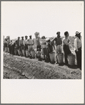 Migrant pea pickers from many states line up with their filled hampers on the edge of the field. They wait their turn for weighing. Near Westley, California