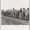 Migrant pea pickers from many states line up with their filled hampers on the edge of the field. They wait their turn for weighing. Near Westley, California