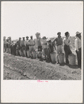 Migrant pea pickers from many states line up with their filled hampers on the edge of the field. They wait their turn for weighing. Near Westley, California