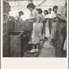 Women packing apricots in large open sheds adjoining the orchards. Brentwood, California