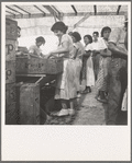 Women packing apricots in large open sheds adjoining the orchards. Brentwood, California