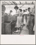 Women packing apricots in large open sheds adjoining the orchards. Brentwood, California